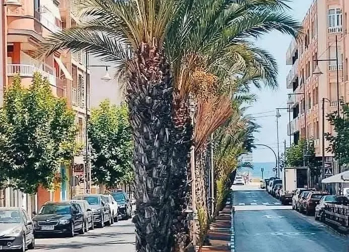 Azur Locos Torrevieja