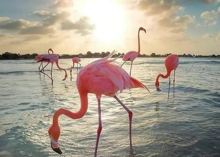 Azur Locos Apartment Torrevieja